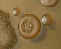 water bacteria water bacteria
